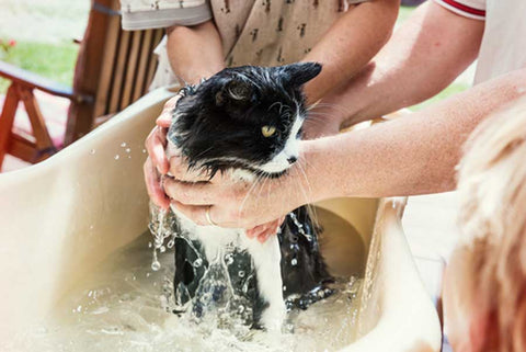 cat in bath water