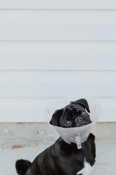 black pug puppy sits with cone around its head