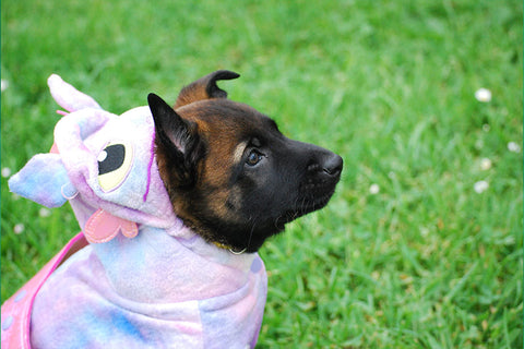 puppy in dragon onesie