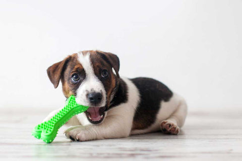 playful puppy