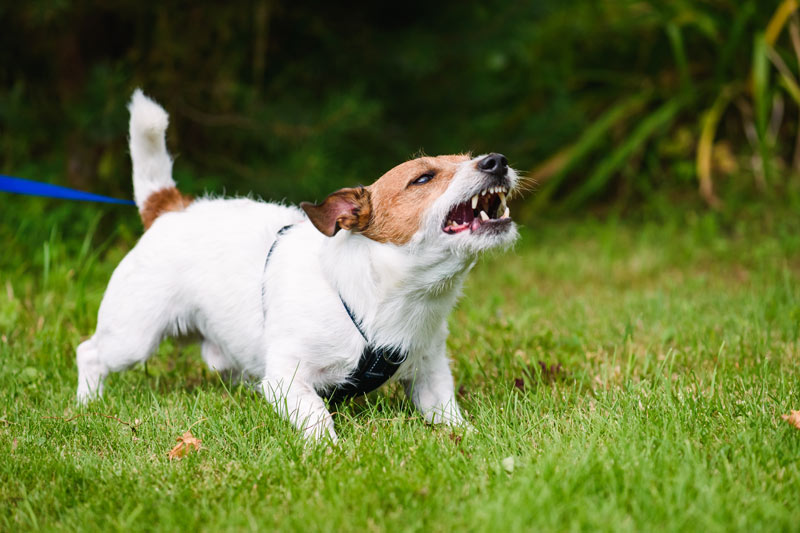 reactive jack russel terrier barking on leash