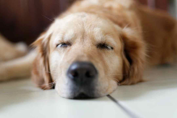 up close of white lab's face while sleeping