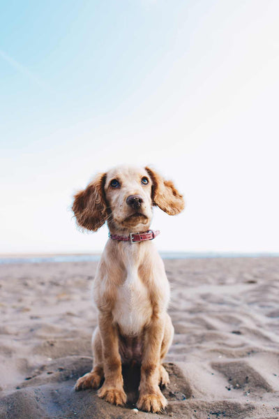 dog sits in the sand and looks up 