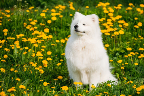 floofy samoyed in flower field