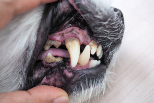 bad gum health in dog