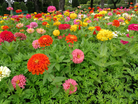 zinnias