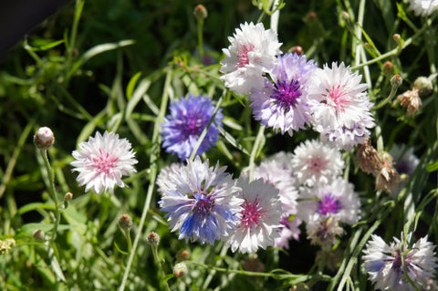 bachelor's button white, blue & red flowers