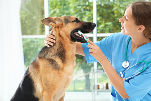 vet brushing dog teeth