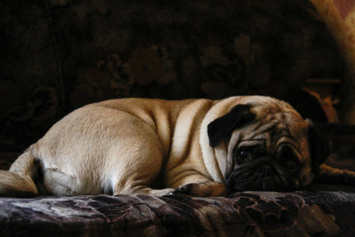 sad pug on bed