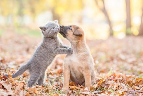 cat and puppy playing in leaves