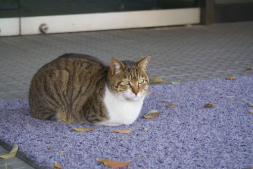 cat loaf door mat