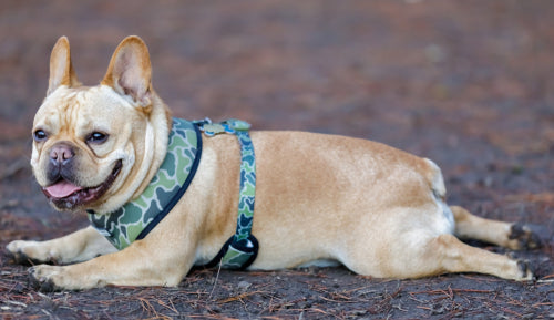 frenchie sploot