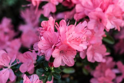 pink azalea flowers