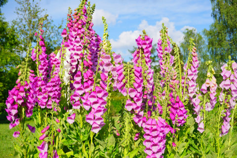 purple foxglove flowers