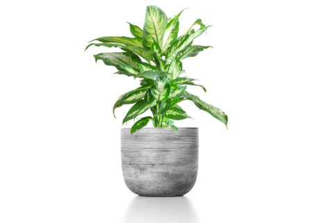 dieffenbachia