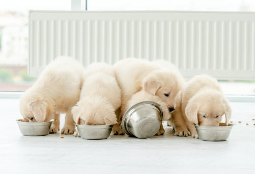 puppies gathered around food bowls