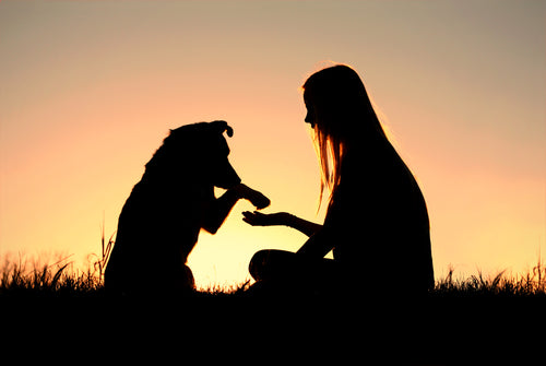 girl and dog shaking hands