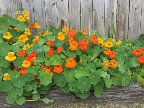 nasturtiums in raised garden