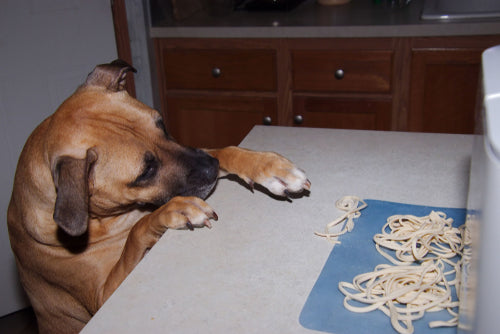 boxer reaching for counter supplies