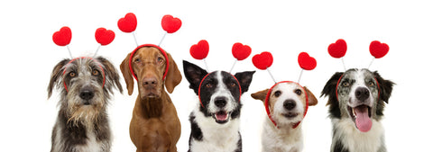 dogs with heart shaped headbands
