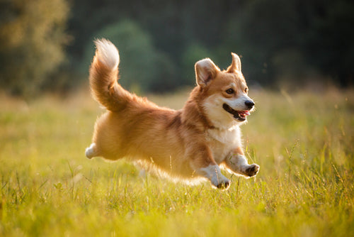 corgi running heckin' fast across field