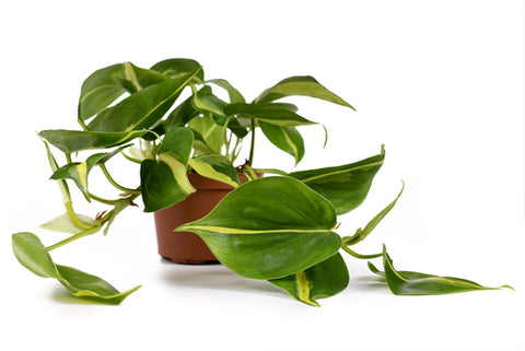 philodendron