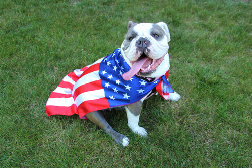 bulldog in american flag