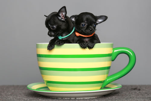 smol black chihuahuas in teacup