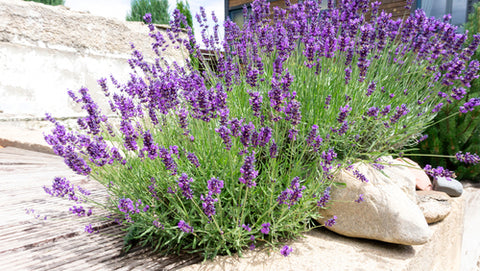 lavender along rocks