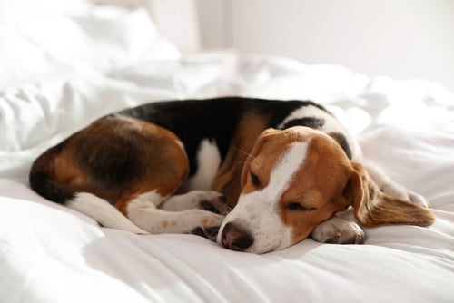 doggo sleeping on the bed