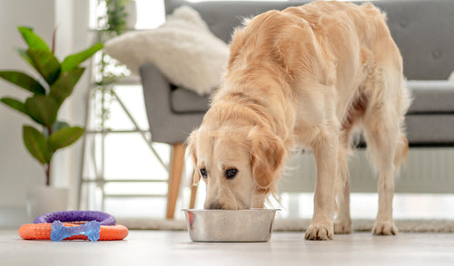 adult dog eating from bowl