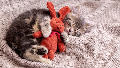 kitten curled up around toy