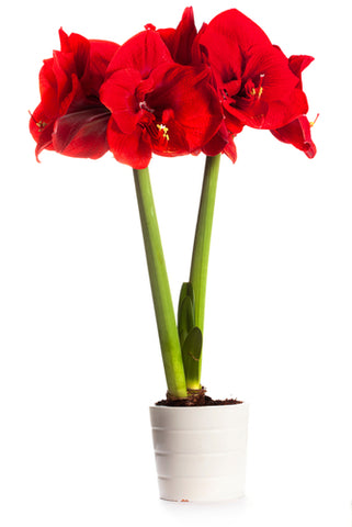 large red amaryllis