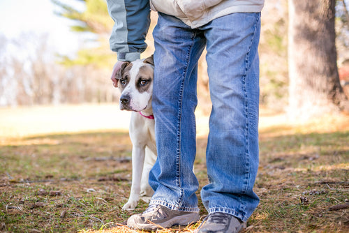 shy dog hiding behind owner's leg