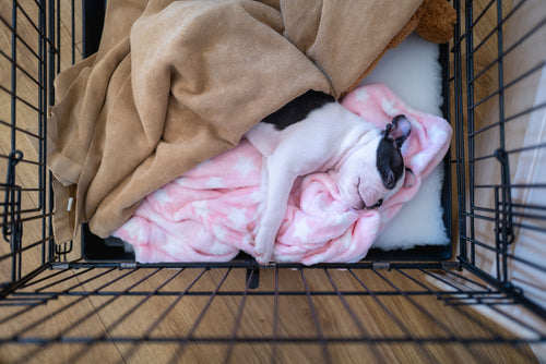 dog comfy in its crate