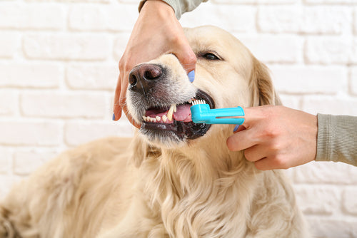 dog teeth being brushed