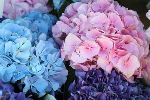 blue and pink hydrangea