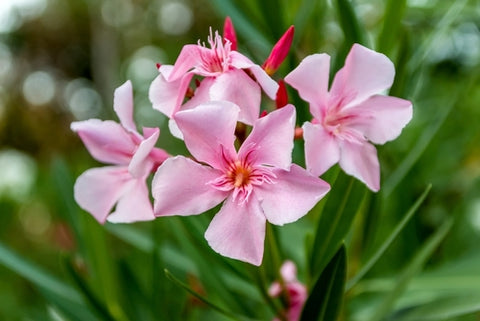 pink oleander