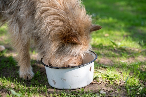 dog eating food out of bowl outside