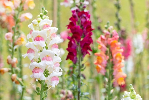 white snapdragon