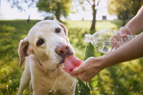 dog licking water from hand