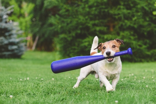 dog holding baseball bat