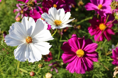 white and pink cosmos