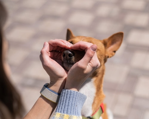 heart shaped hands around dog's nose