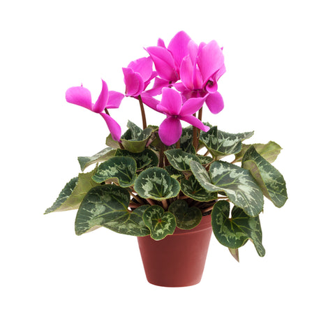 pink potted cyclamen