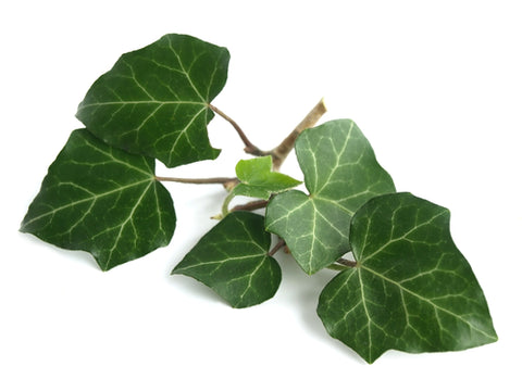 english ivy leaves