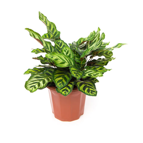 calathea in pot