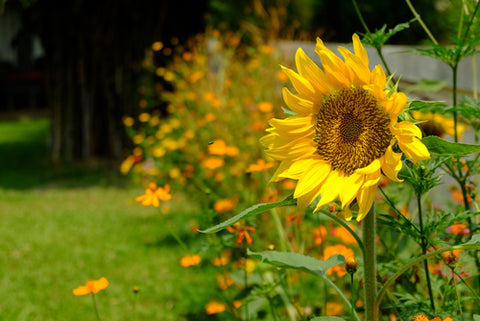 sunflower blooming in garden