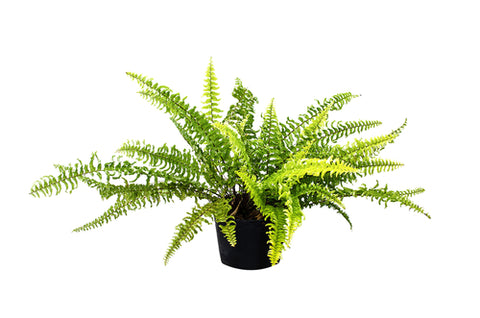 boston fern in pot