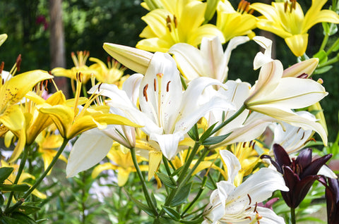 yellow & white lillies